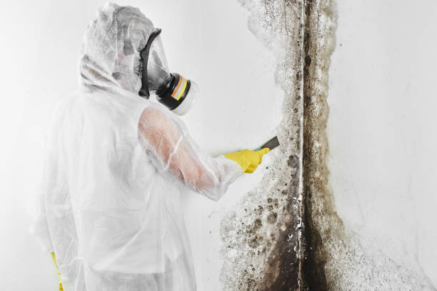 Best Emergency Mold Removal  in Wayne City, IL