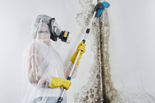 Mold Removal and Inspection in Wayne City, IL