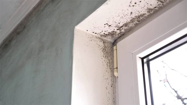 Best Office Mold Removal Services  in Wayne City, IL