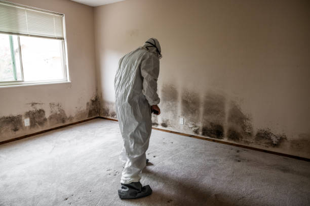 Best Professional Mold Removal  in Wayne City, IL