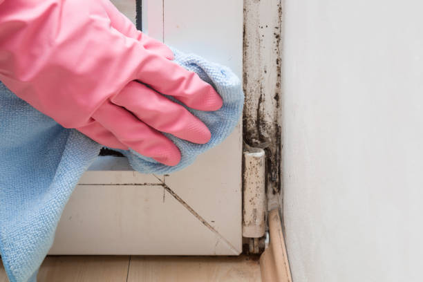 Best Mold Removal and Inspection  in Wayne City, IL