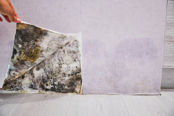 Best Attic Mold Removal  in Wayne City, IL